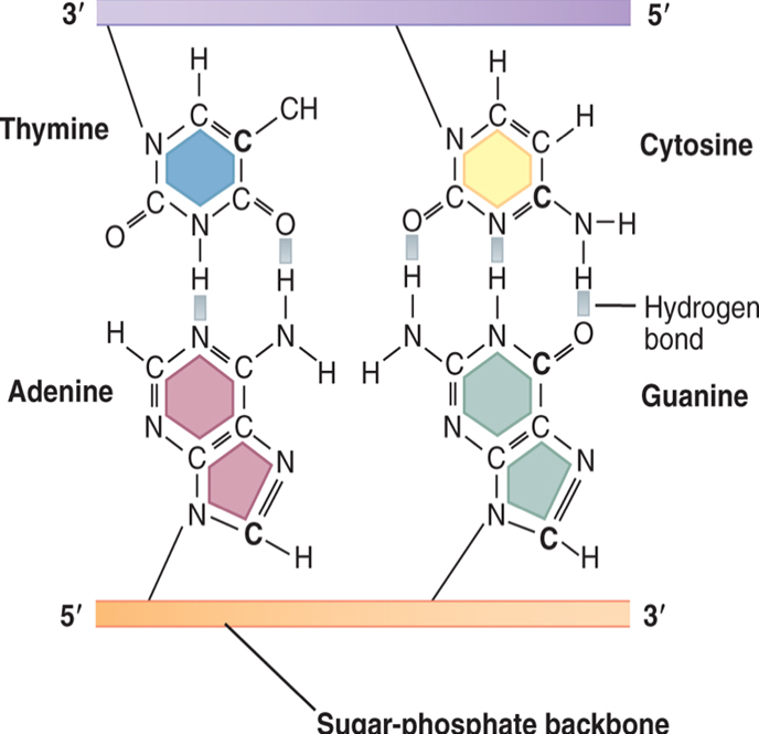 – 46 DNA molecules = 6 billion nucleotides