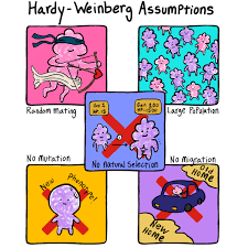 Hardy Weinberg (H-W) conditions