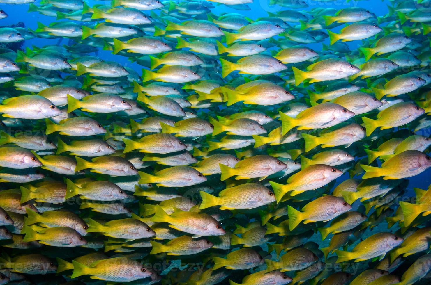 Bancos de peces