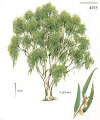 Eucalipto