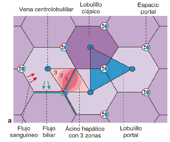 UNIDADES ESTRUCTURALES HISTOLÓGICAS DEL HÍGADO
