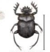 Ex.Beetles