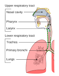 Order of respiratory system