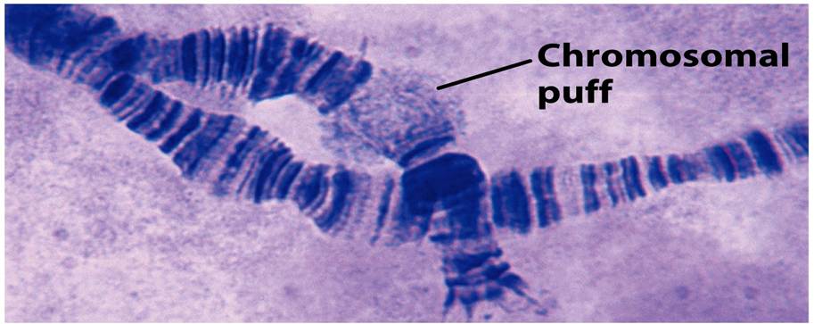 Distinctive chromosome puffs arise and old puffs recede as new genes are expressed and old ones are turned off