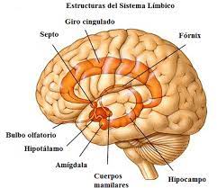 Forma parte del Sistema Límbico