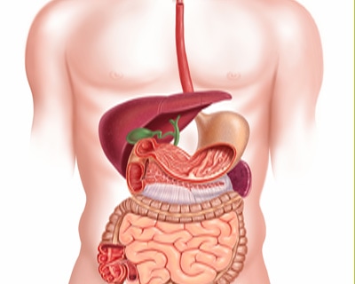 Digestion