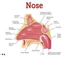 Nose