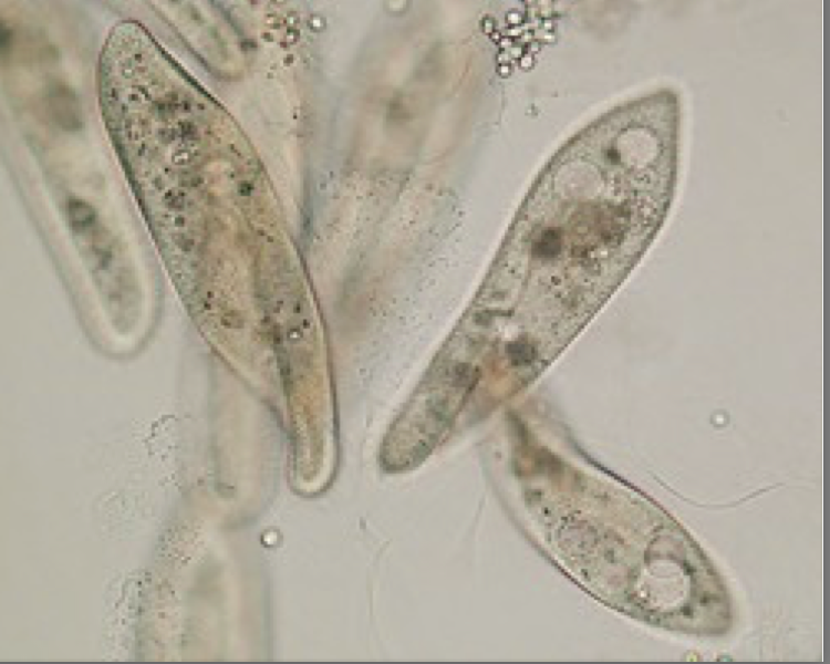 Ex. Paramecium