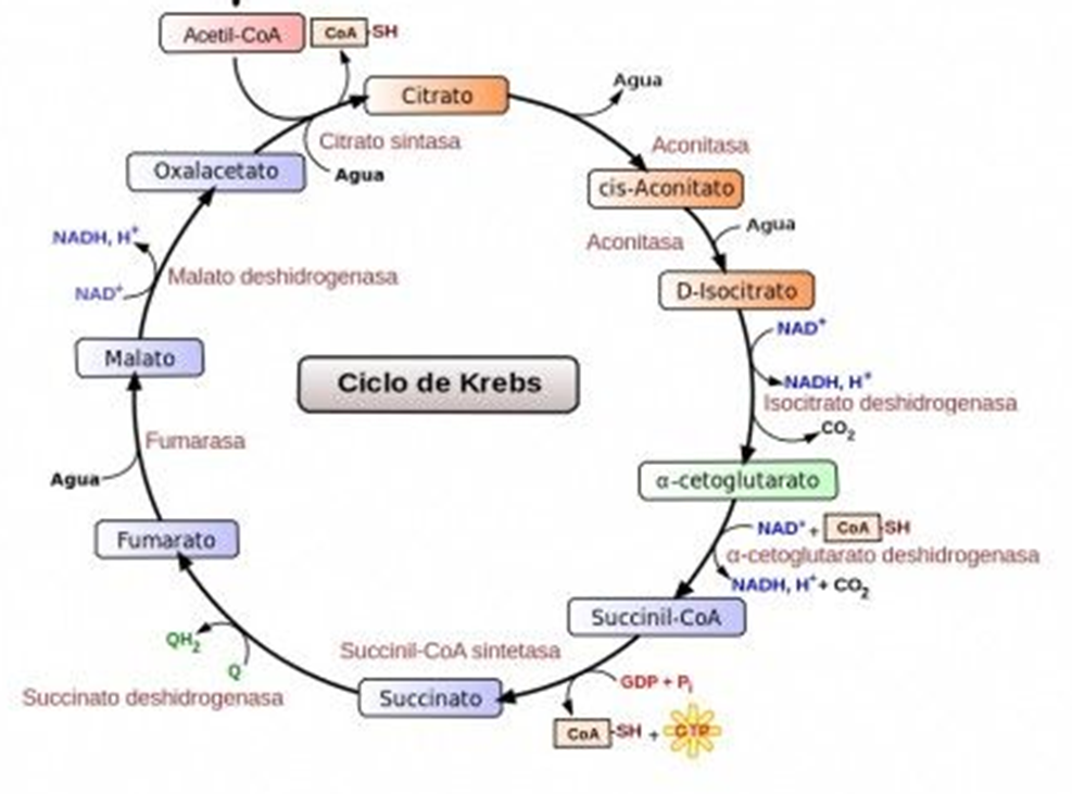 CICLO DE KREBS