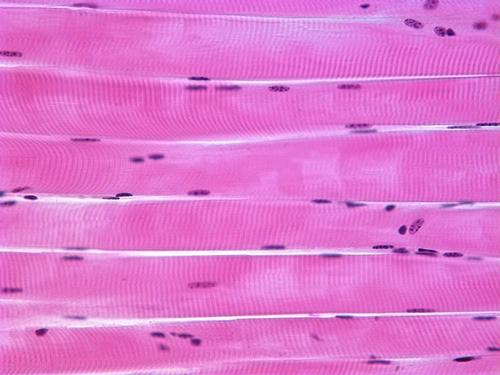 skeletal muscle