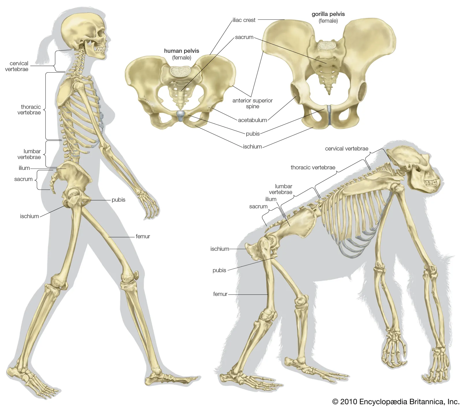 Bipedalism 
The ability to walk on two legs