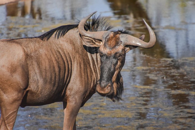 Wildebeest