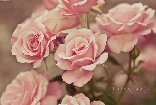 4. La couleur préférée de Wafa est rose