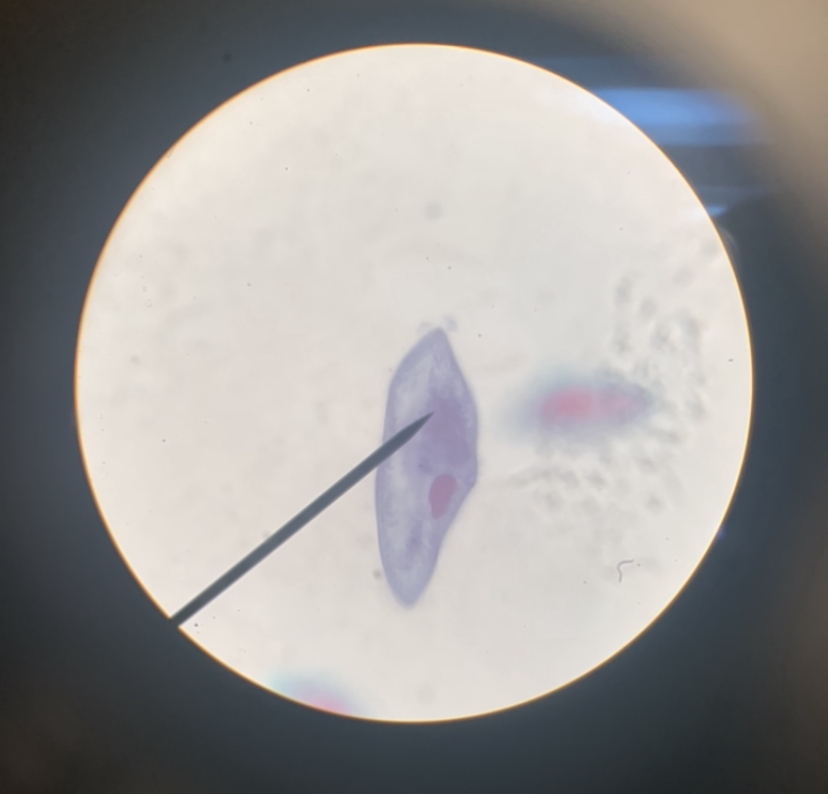 Paramecium 400x