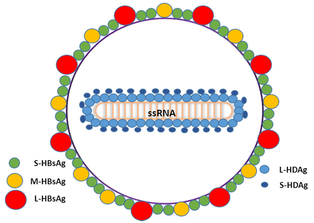 Estructura del virus / tipo viroide / envoltura ARN circular
Tamaño 35-37nm