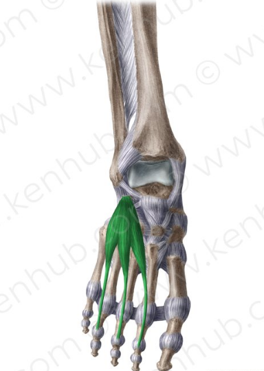 Extensor corto de los dedos