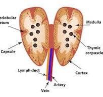 Thymus