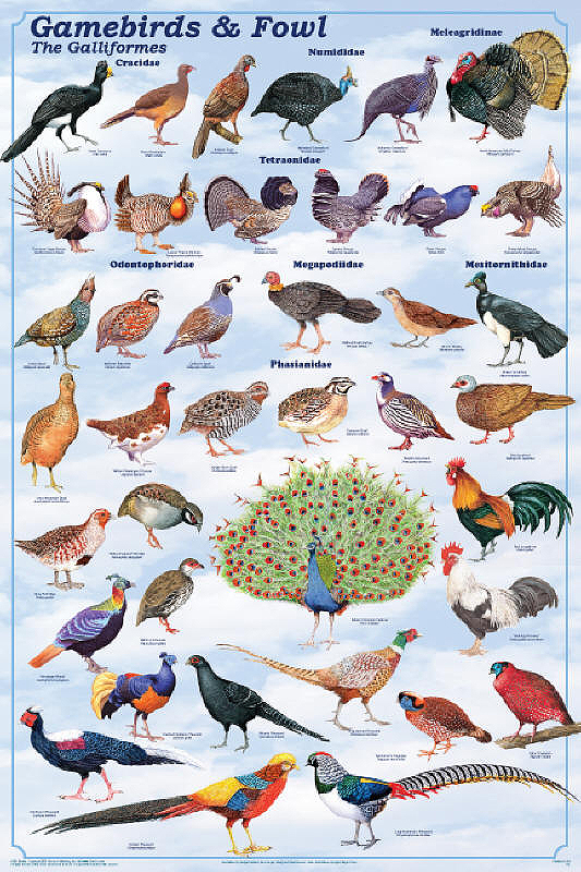 Galliformes