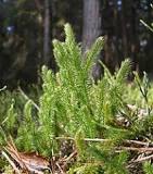 Stag's-horn clubmoss