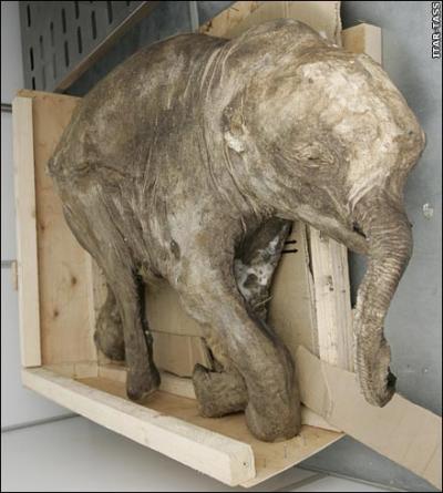 Well Preserved Baby Mammoth