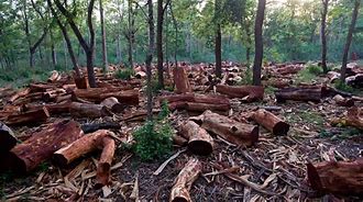 Deforestation