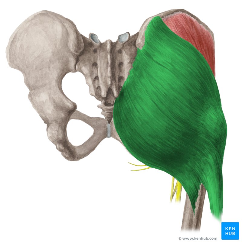 Gluteus Maximus