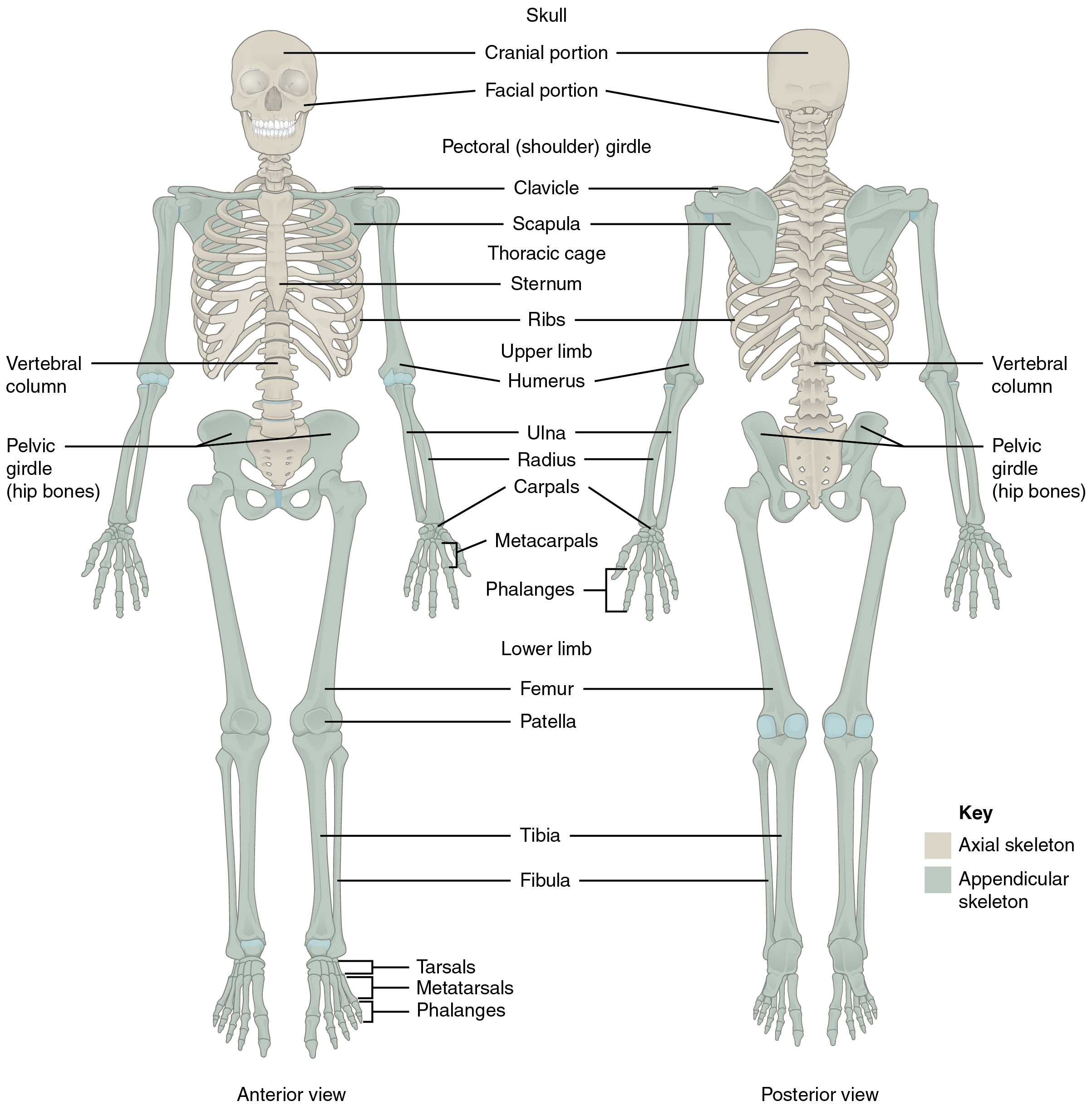 skeletal system