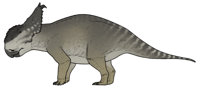 Pachyrhinosaurus canadensis