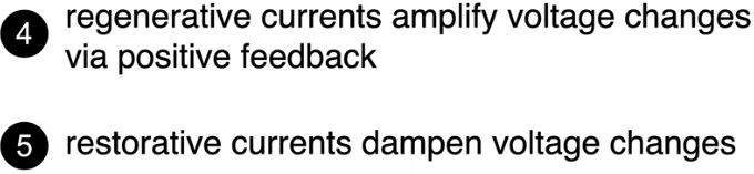 restorative (+slope) regenerative (- slope)