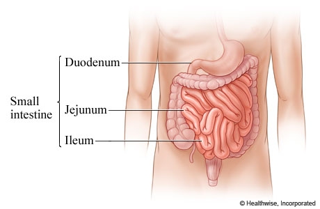 Small Intestine