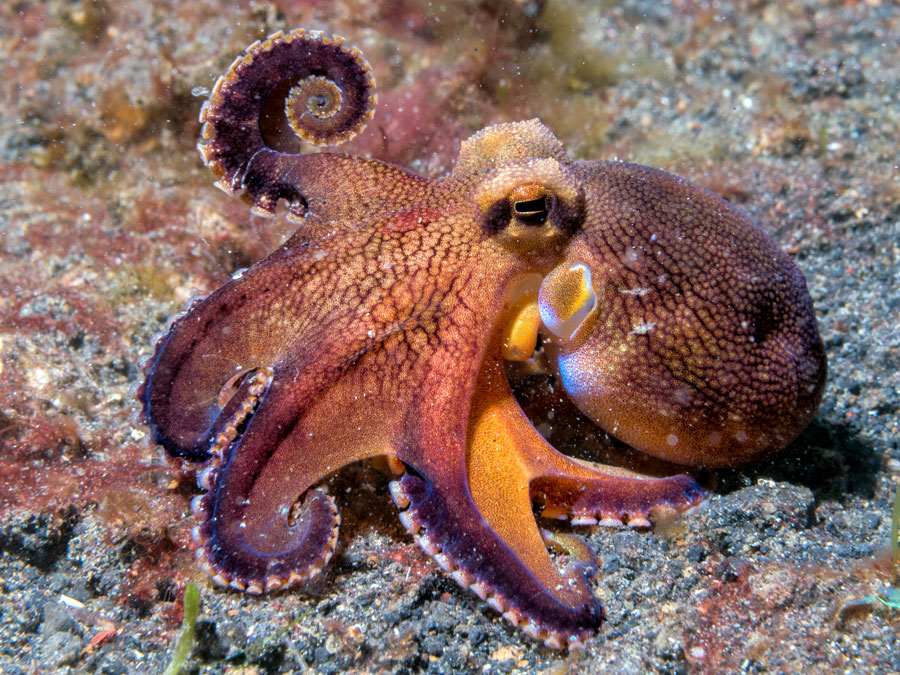 Cephalopods