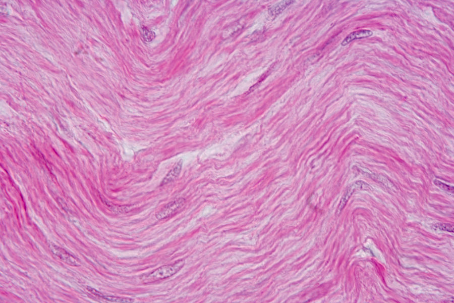 Smooth Muscle