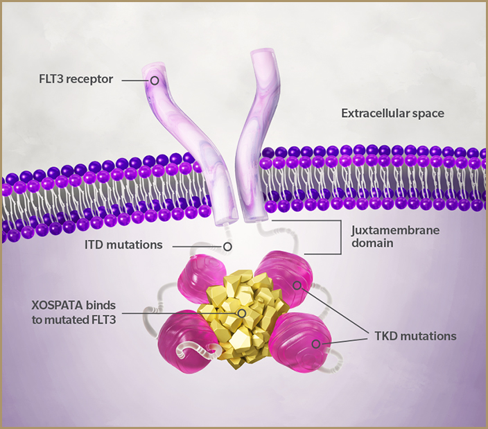 FLT3 inhibitors