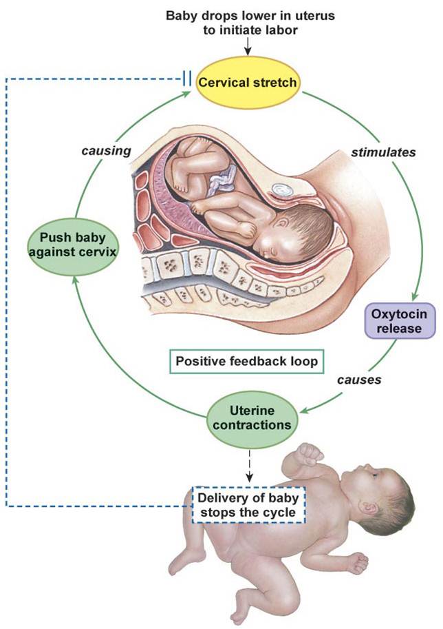 Parturition