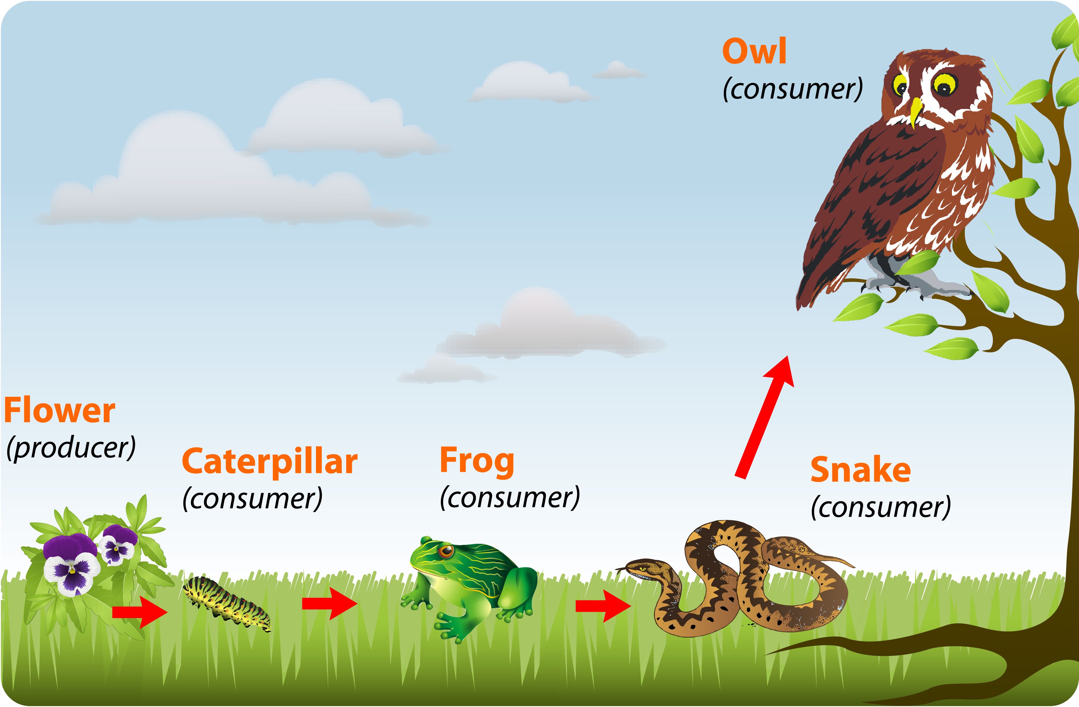 middle of food chain
