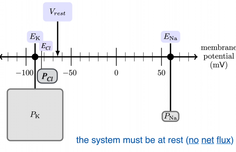 nernst  EQUILIBRIUM potential
