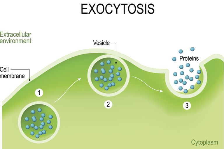 the process of substances moving from the interior to the exterior of the cell.