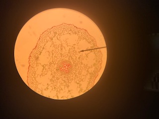 Dicot: Ranunculus root, 100x