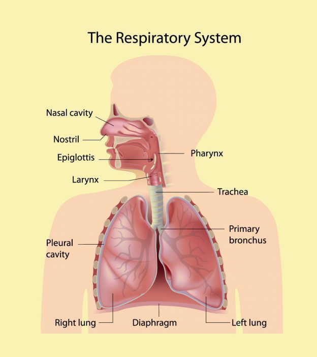 respiratory system