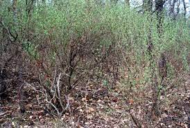 Shrubberies