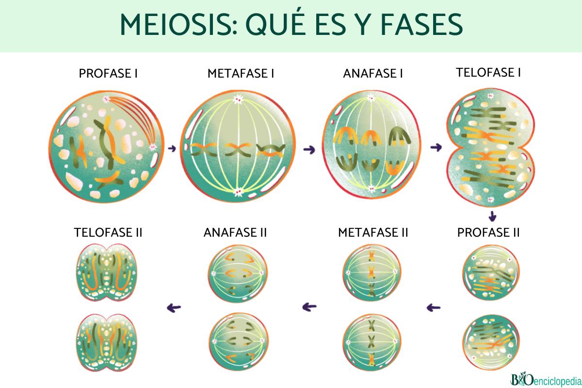Meiosis