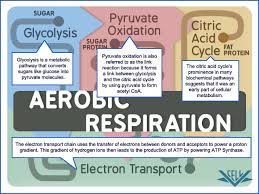 Biochemical pathways