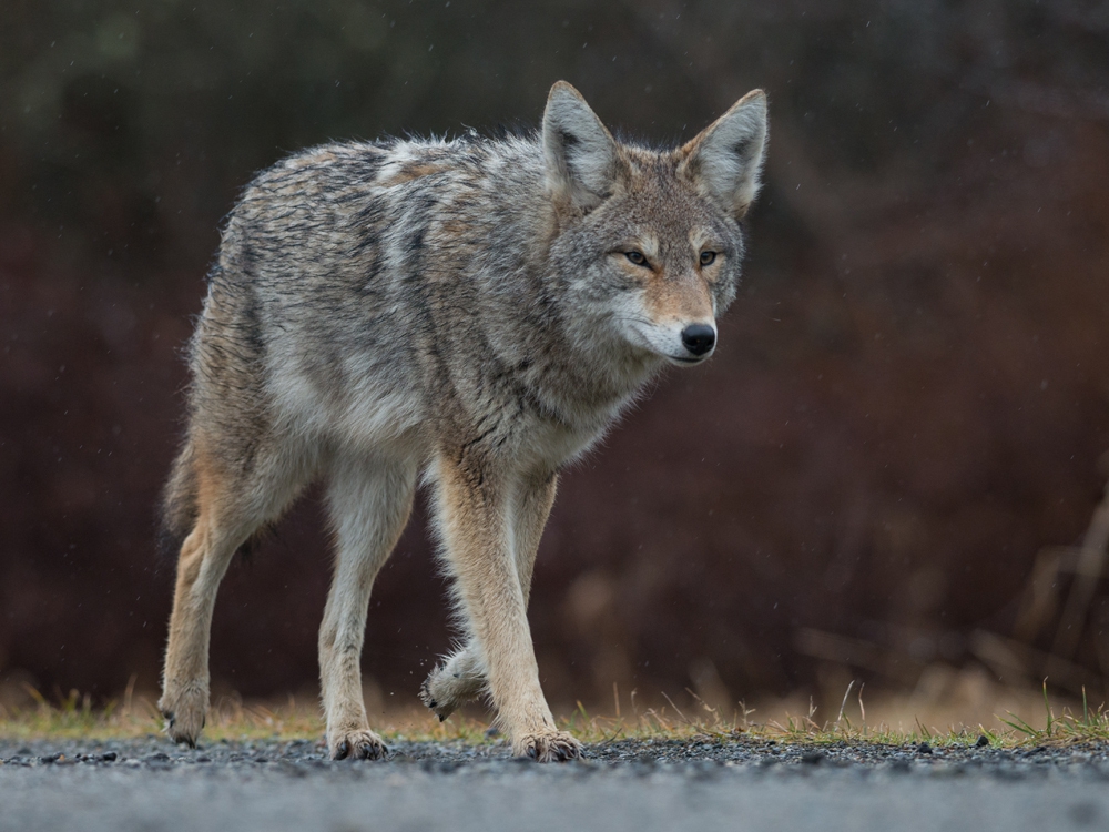 Coyote