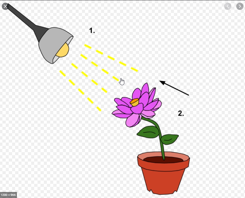 Plantes