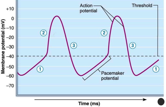 - Action potentials are produced automatically by SA nodes.
- Pacemaker Potentials: is defined as the membrane potential's gr