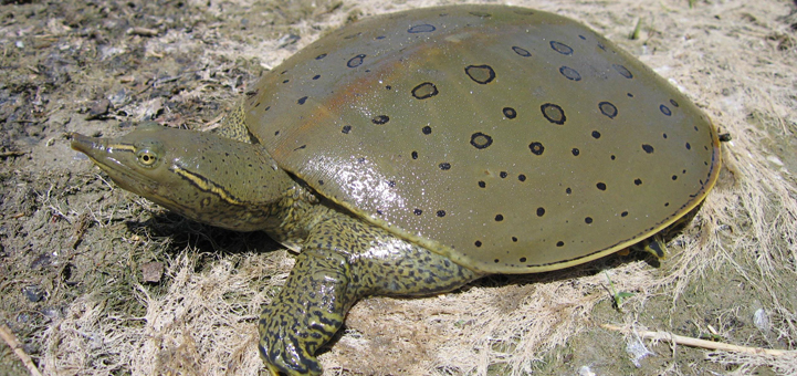 Spiny Softshell Turtle