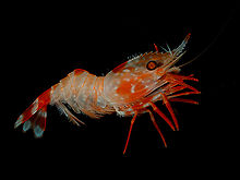 Representative Species:
- Caridean Shrimp