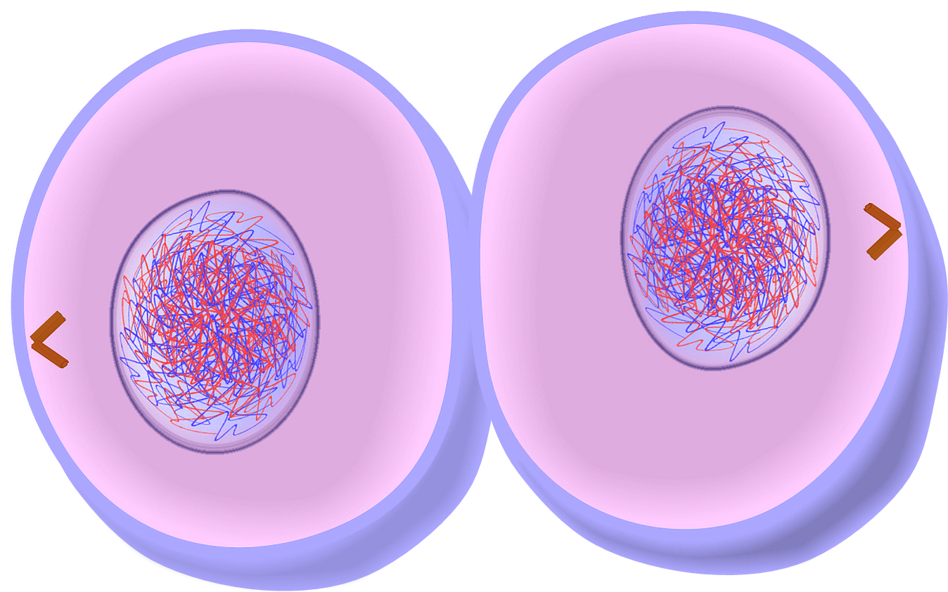 Cytokinesis