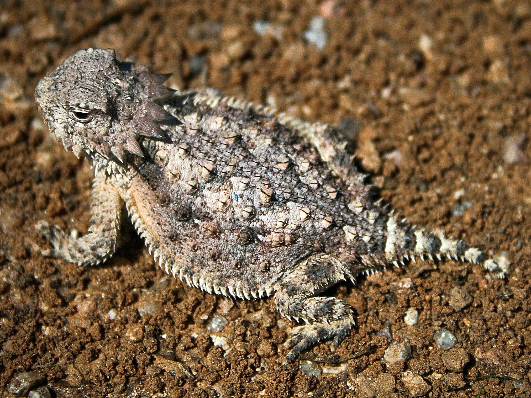 Horned Toad