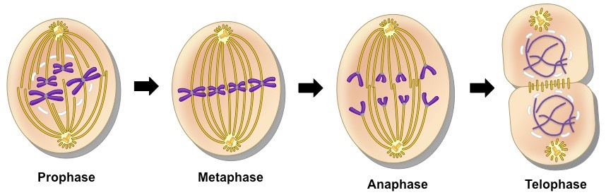 Mitosis
